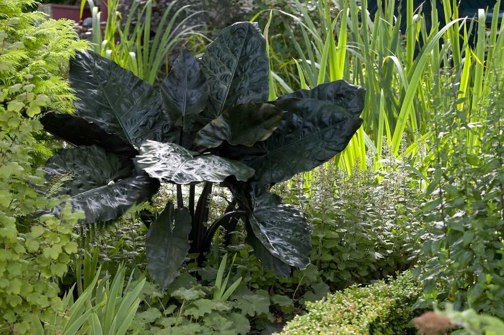 <i>Alocasia</i> <i>plumbea</i> 'Nigra'