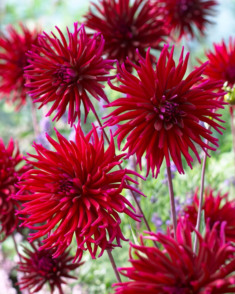 dahlia 'Apache Blauw'