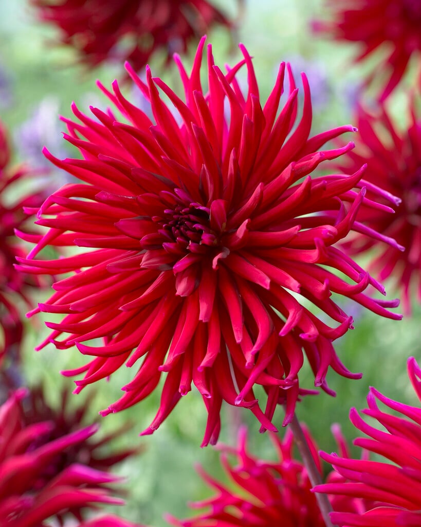 dahlia 'Apache Blauw'