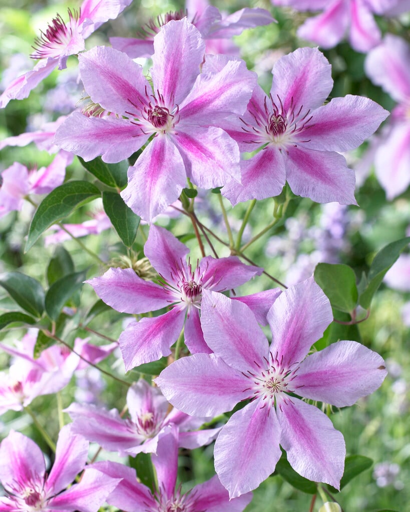 Clematis &Girenas& | clematis &Girenas& Climber Wall Shrub/RHS