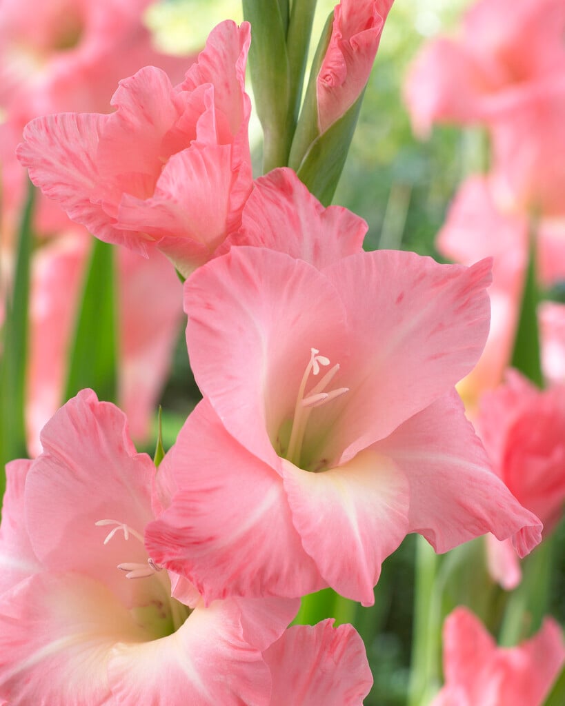 sword lily 'Rose Supreme'