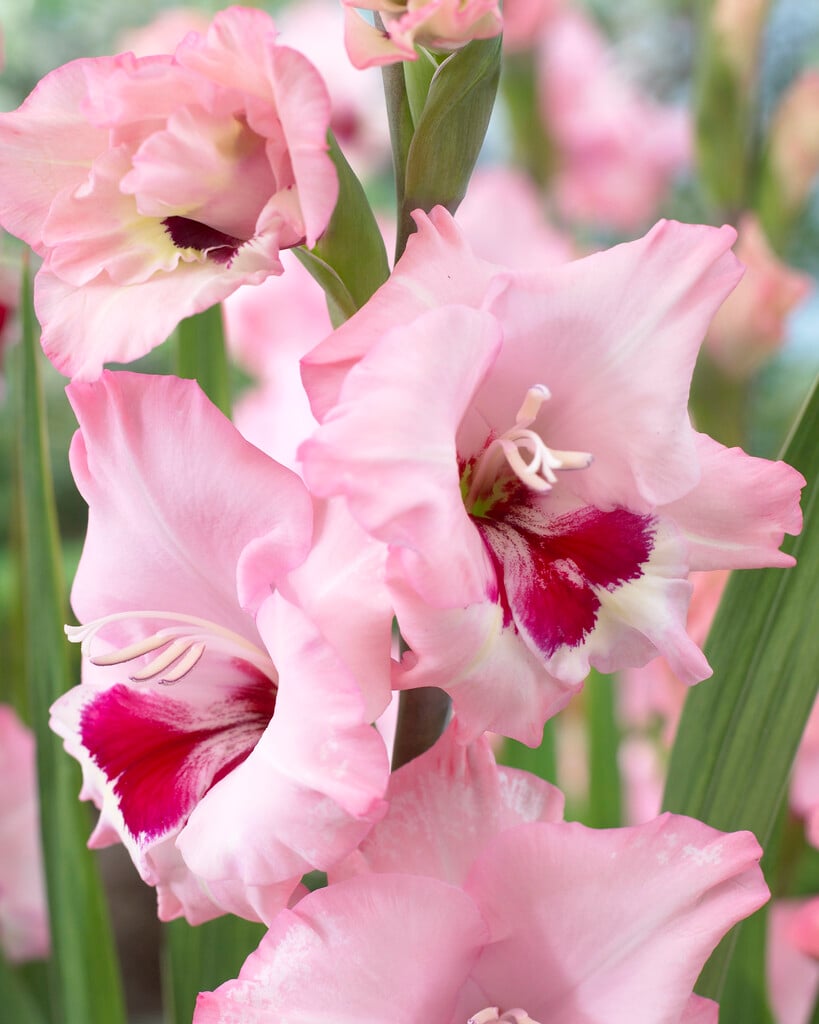 Gladiolus &Wine and Roses& (L) sword lily &Wine and Roses& Bulbs/RHS