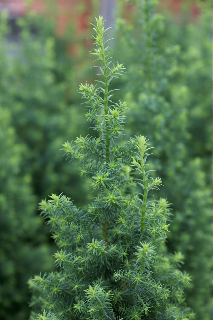 southern white cedar 'Top Point'