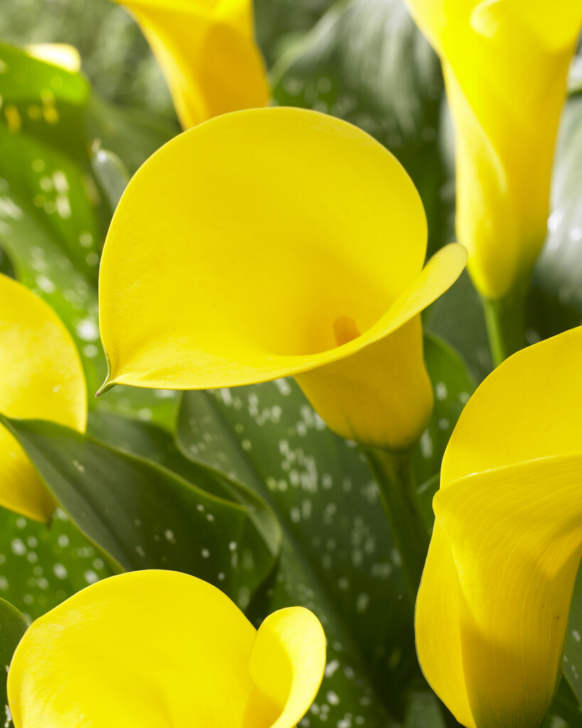arum lily 'Sunshine'