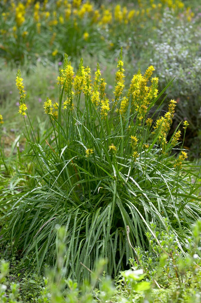 bog asphodel