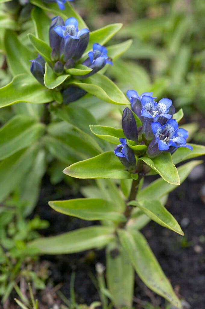 crosswort gentian