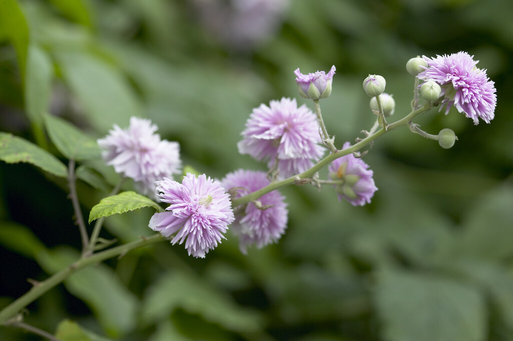 bramble 'Bellidiflorus'