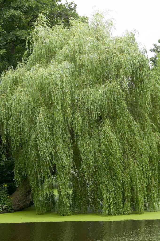 weeping willow