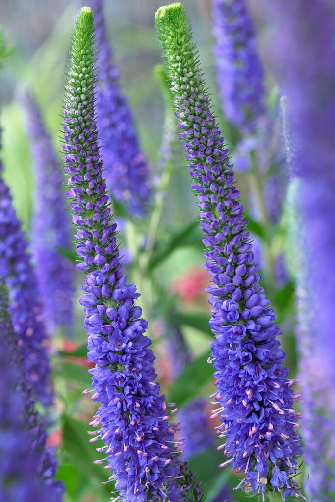 speedwell 'Atomic Blue'