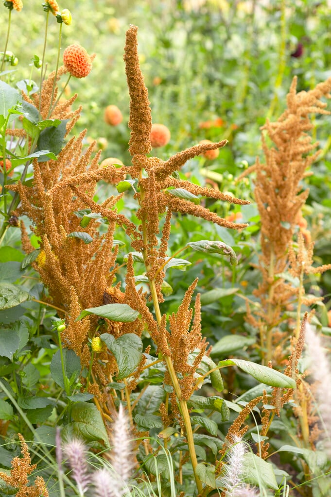 <em>Amaranthus</em> <em>cruentus</em> 'Hot Biscuits'