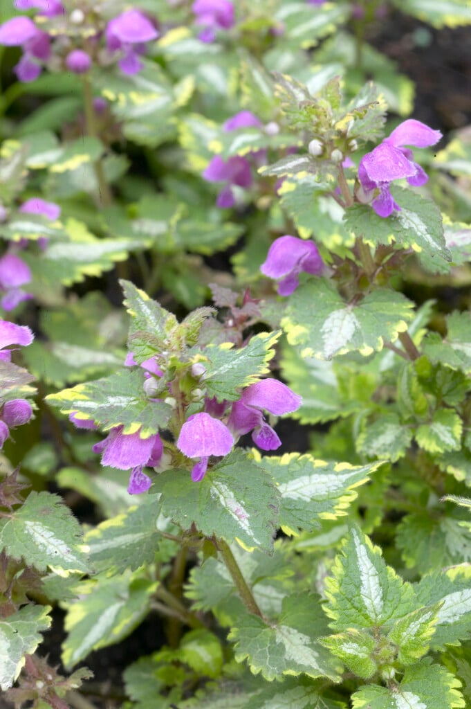 <i>Lamium</i> <i>maculatum</i> 'Anne Greenaway' (v)