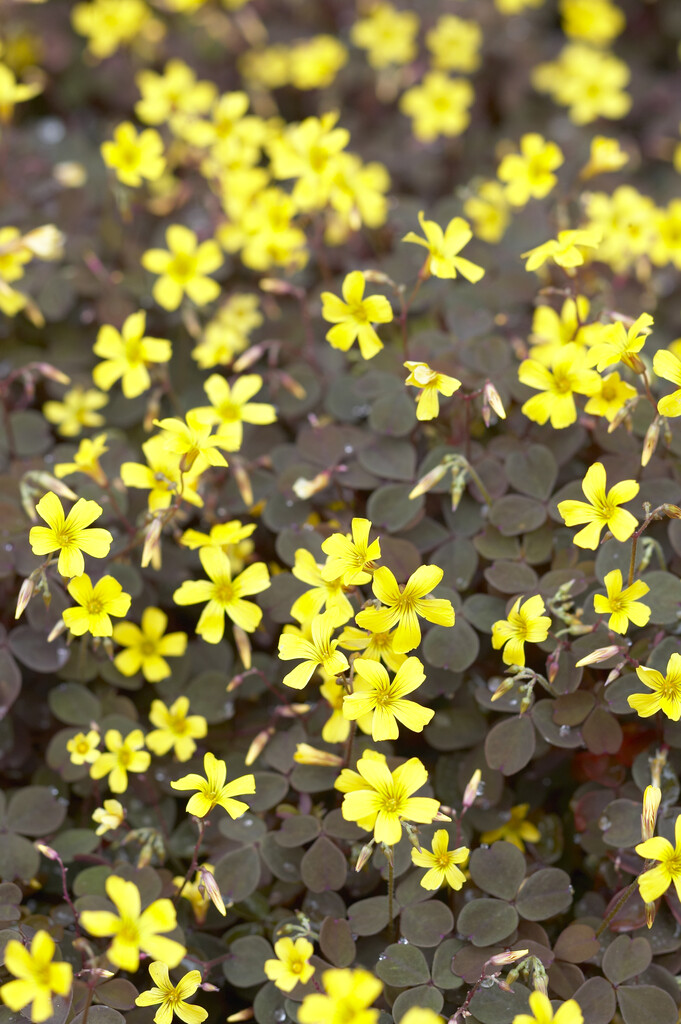 <i>Oxalis</i> <i>corniculata</i> var. <i>atropurpurea</i>