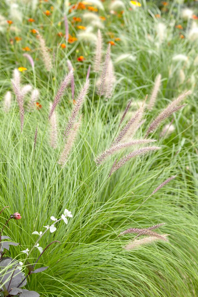 fountain grass