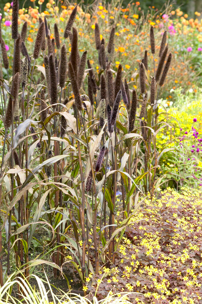 pearl millet 'Purple Majesty'
