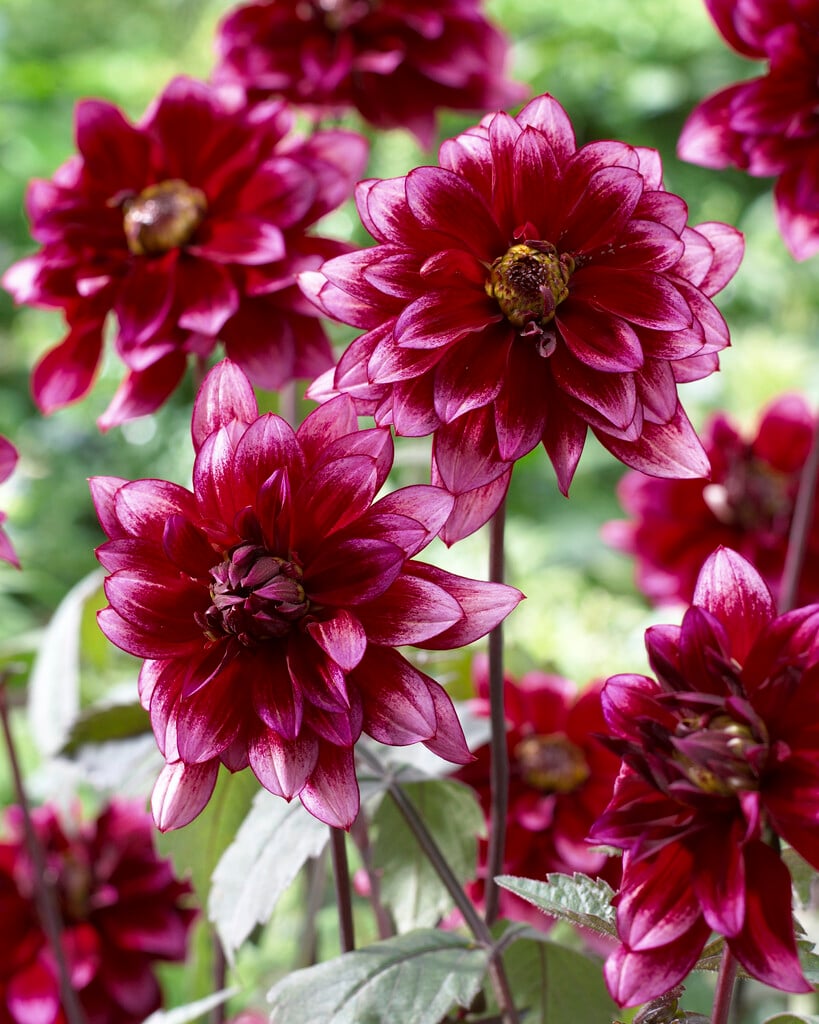 dahlia 'Darkarin'