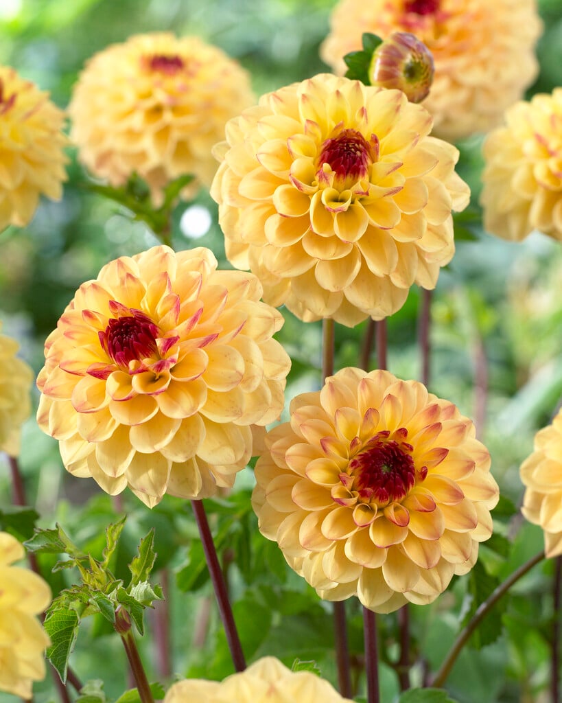dahlia 'Yellow Jill'