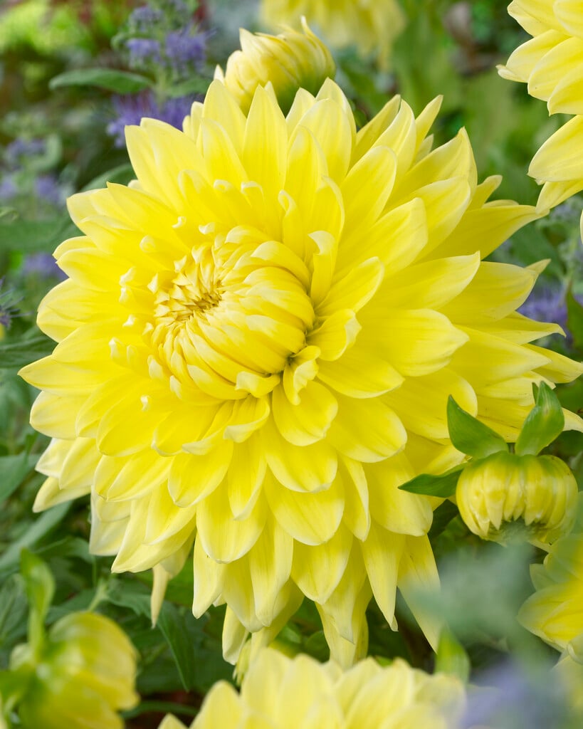 dahlia 'Bilbao'