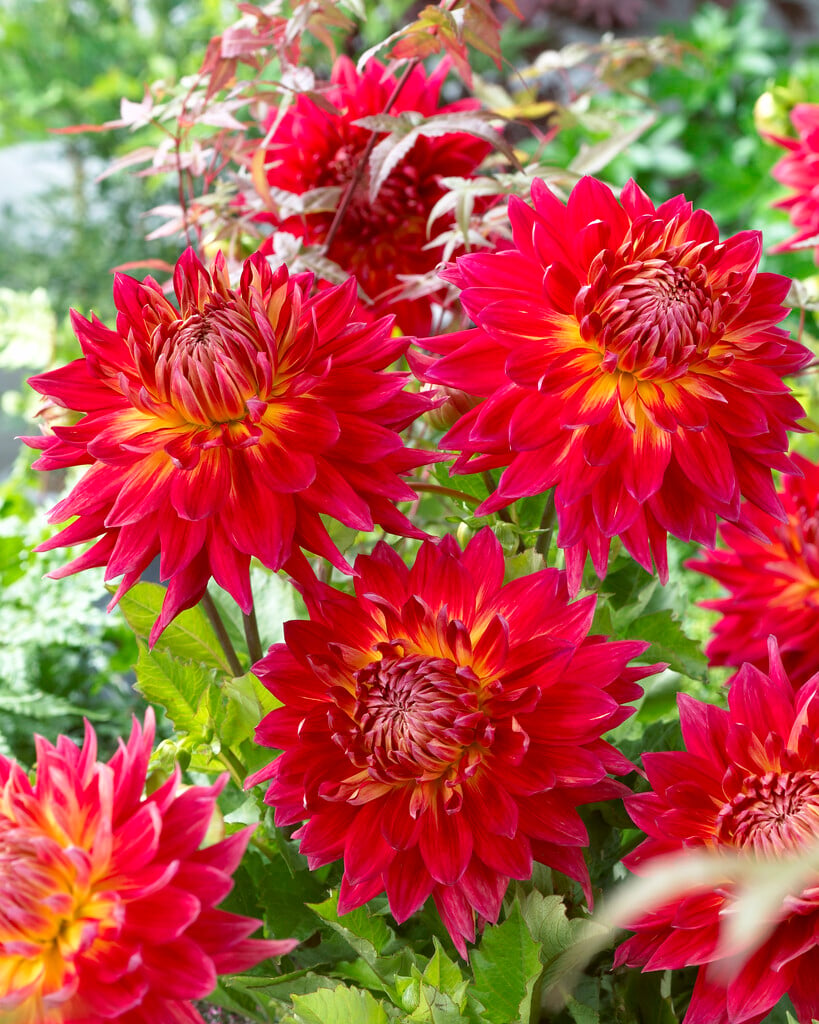 <i>Dahlia</i> 'Manhattan Island' (D)