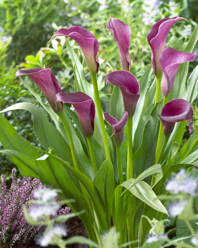 arum lily 'Purple Sensation'