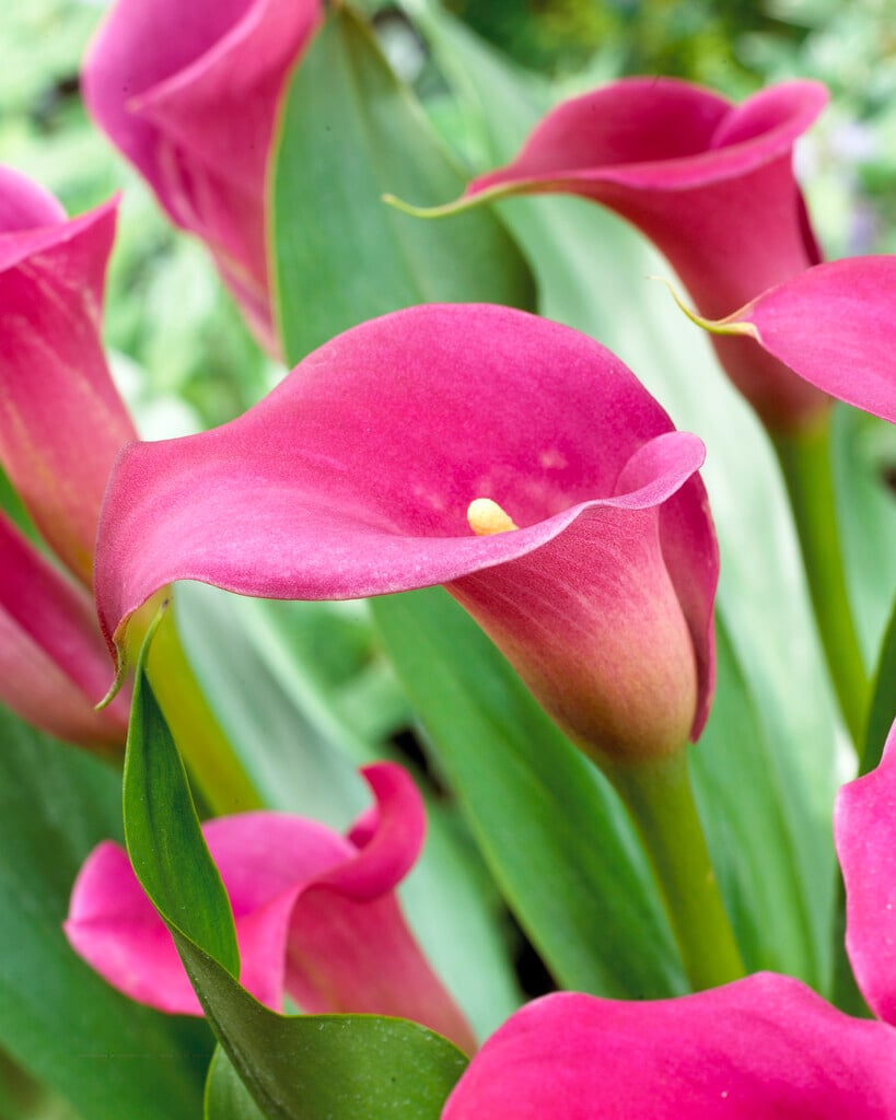 arum lily 'Lipstick'