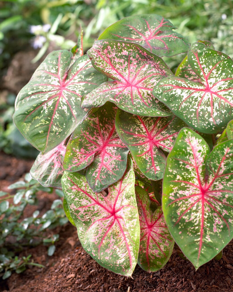 <i>Caladium</i> <i>bicolor</i> 'Pink Beauty'
