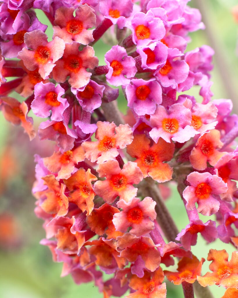 butterfly bush 'Bicolor'