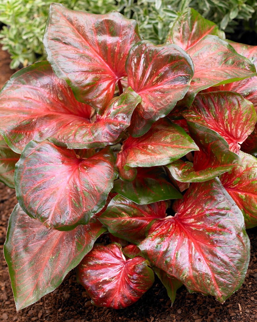 <i>Caladium</i> 'Pink Gem' (v)