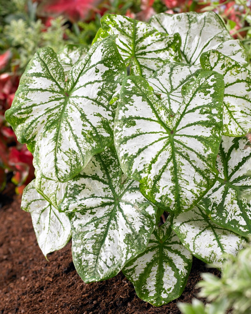 <i>Caladium</i> 'White Christmas' (v)