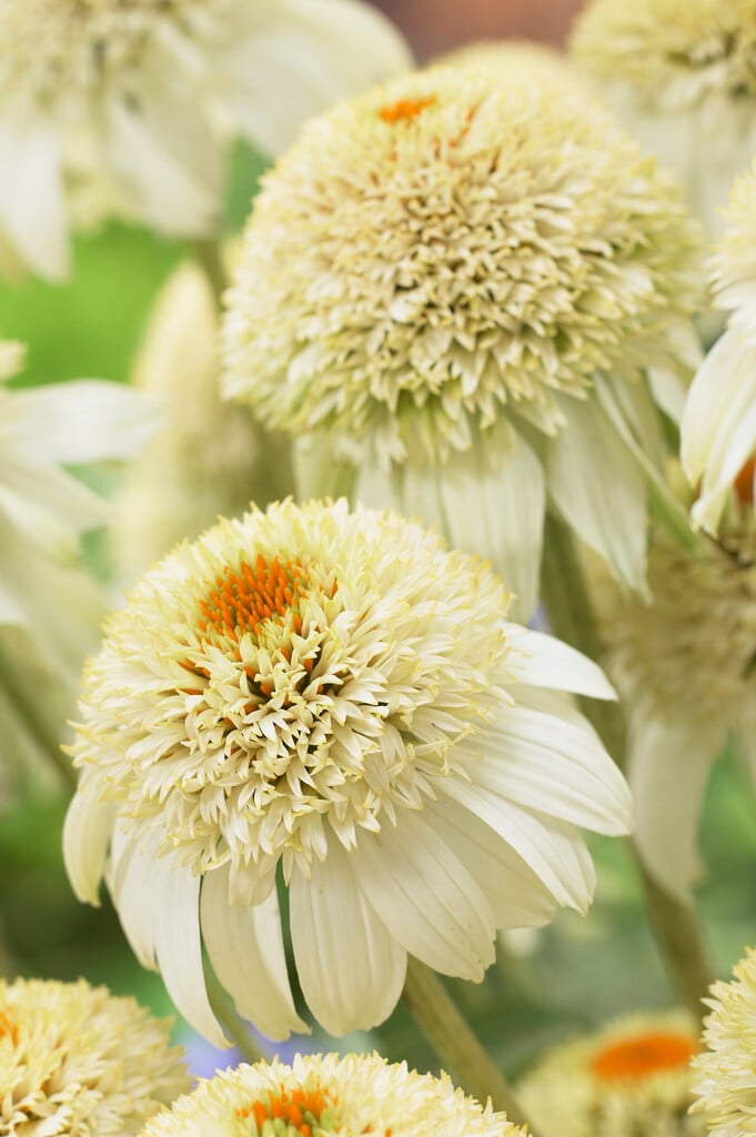 purple coneflower 'Milkshake'