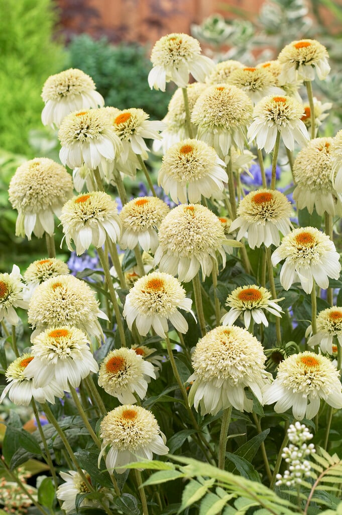 purple coneflower 'Milkshake'