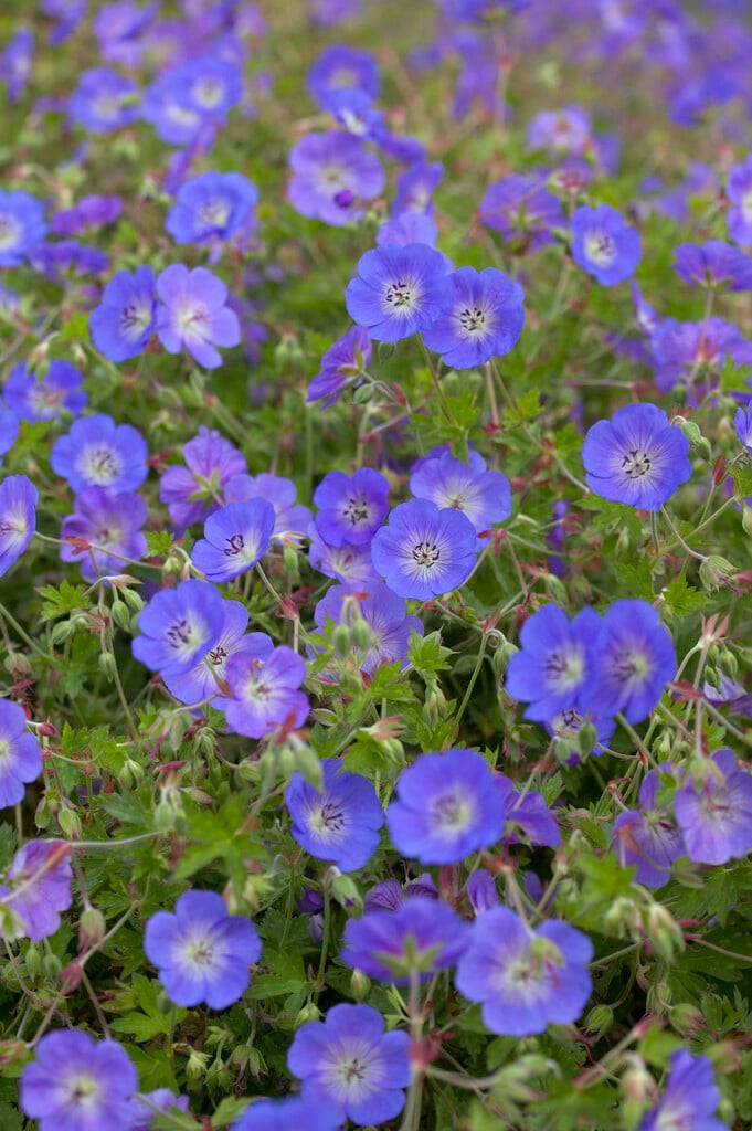 geranium 'Buxton's Variety'