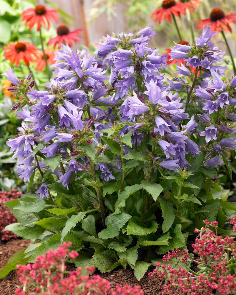 bellflower 'Viking'