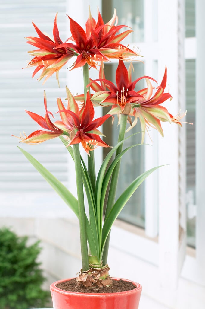 amaryllis 'Merengue'