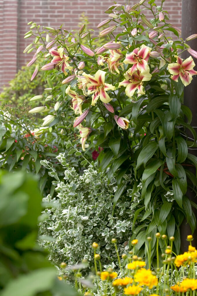 lily 'Lavon'