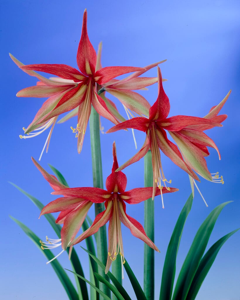 amaryllis 'Sumatra'