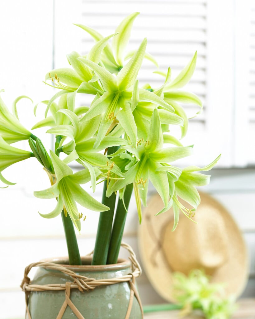 amaryllis 'Evergreen'