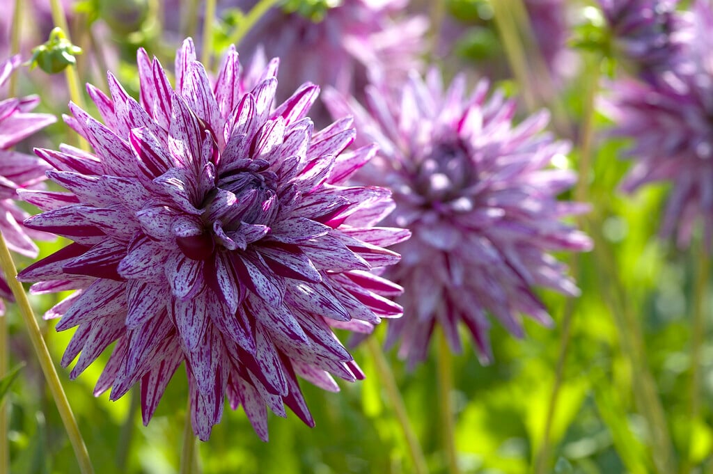 dahlia 'Blackberry Ripple'