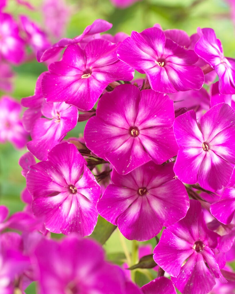 perennial phlox 'Tatjana'