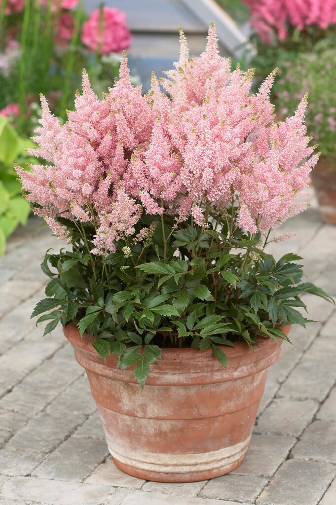 astilbe 'Verssalmon'