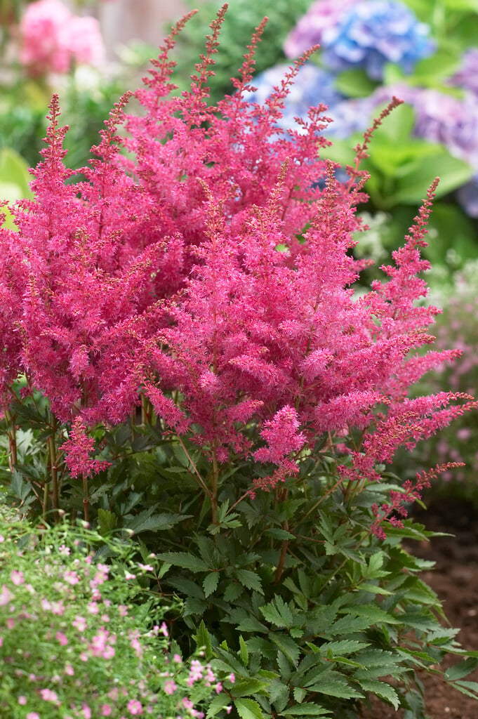 astilbe [Younique Lilac]