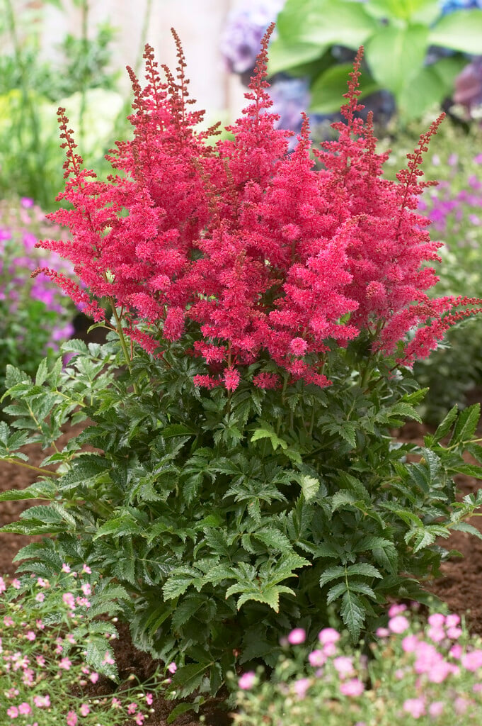 astilbe [Younique Carmine]