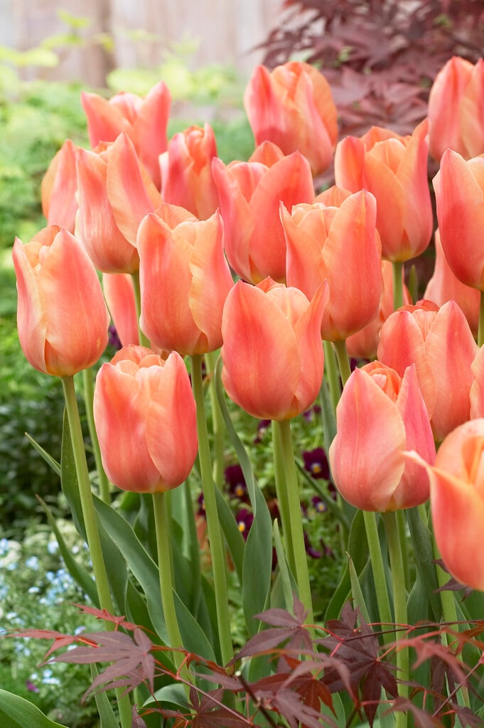 tulip 'Stunning Apricot'