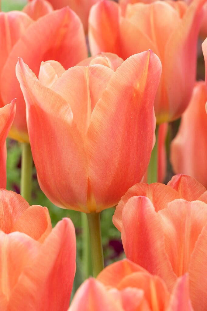 tulip 'Stunning Apricot'
