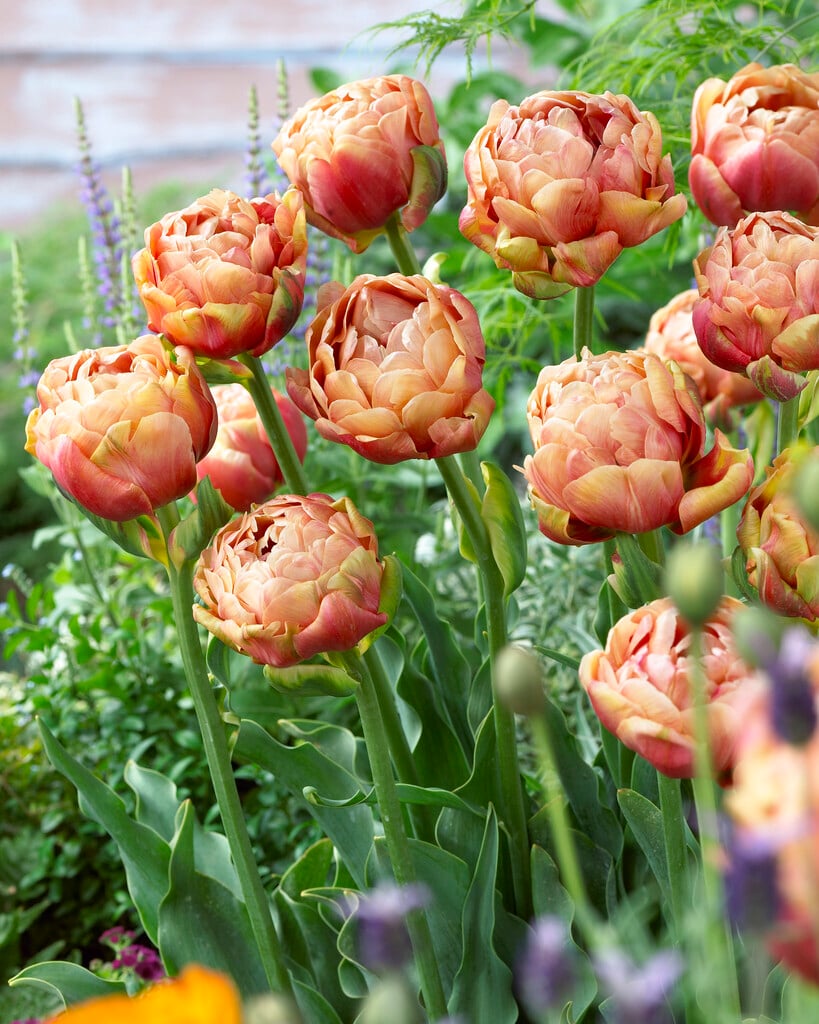 tulip 'Copper Image'