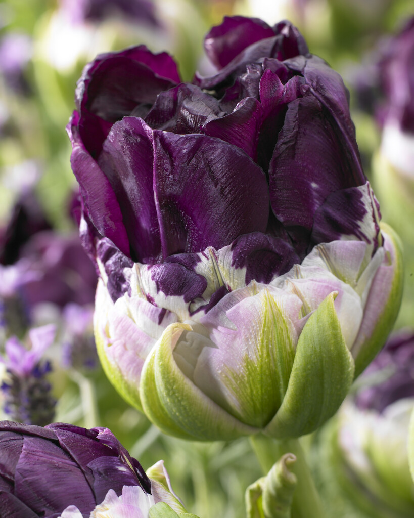 tulip 'Wow'