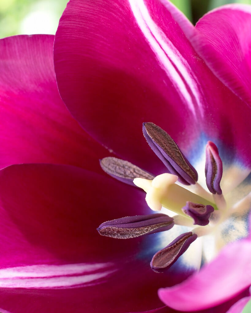 tulip 'André Rieu'