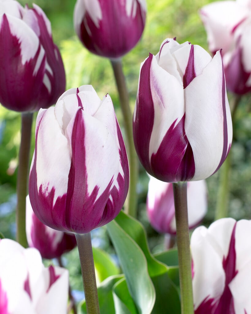 tulip 'Zurel'