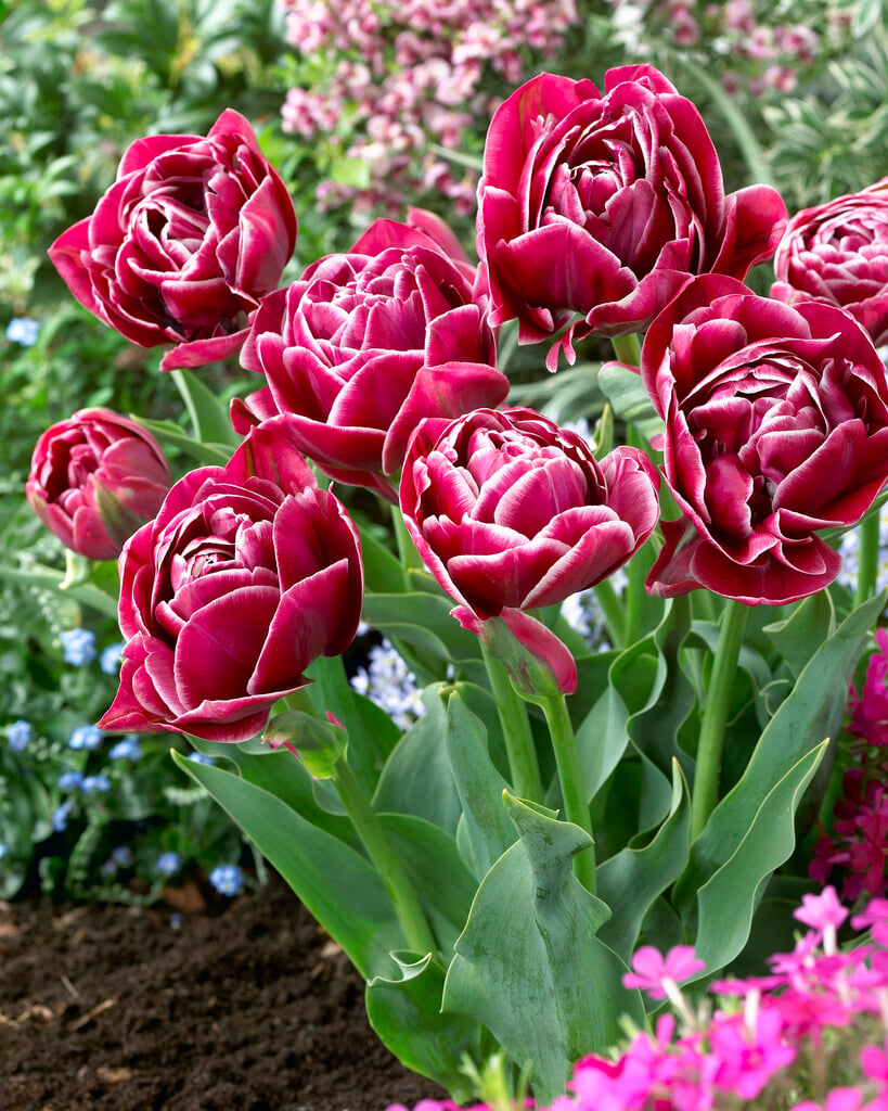 tulip 'Dream Touch'