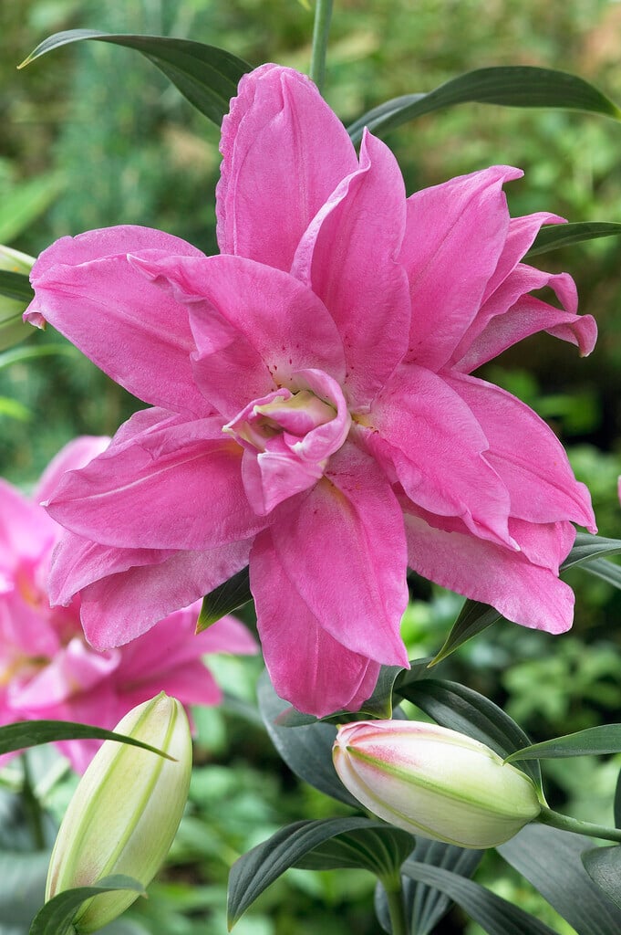 lily 'Double Surprise'