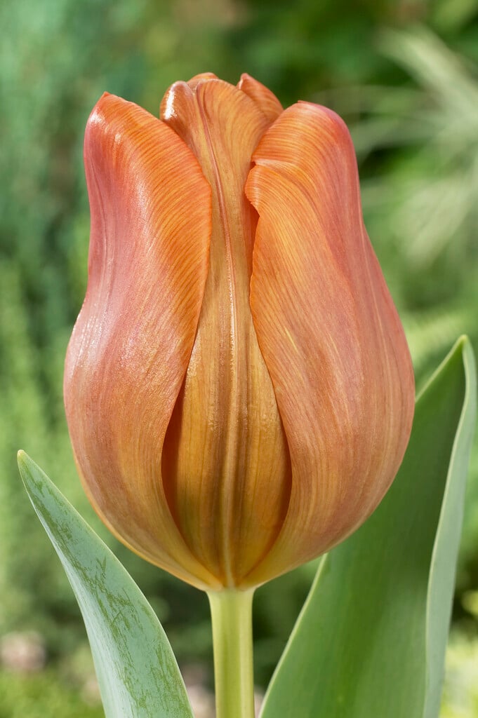 tulip 'Cairo'